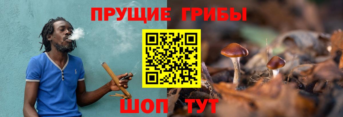 Псилоцибиновые грибы Psilocybe Барнаул